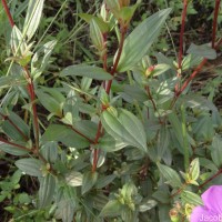 Osbeckia octandra DC.
